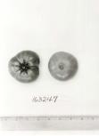 Click for 1 image(s) for this accession. FRUIT